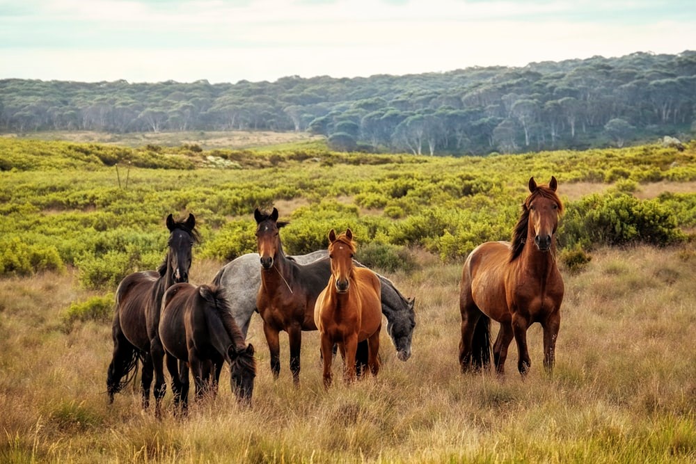 Met je paard op reis? 5 tips voor een zorgeloze reis